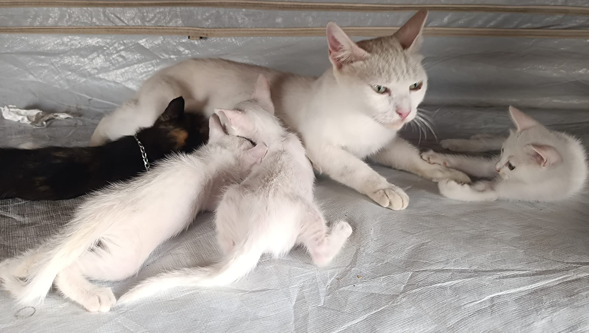 Give Gaza’s Cats a Chance